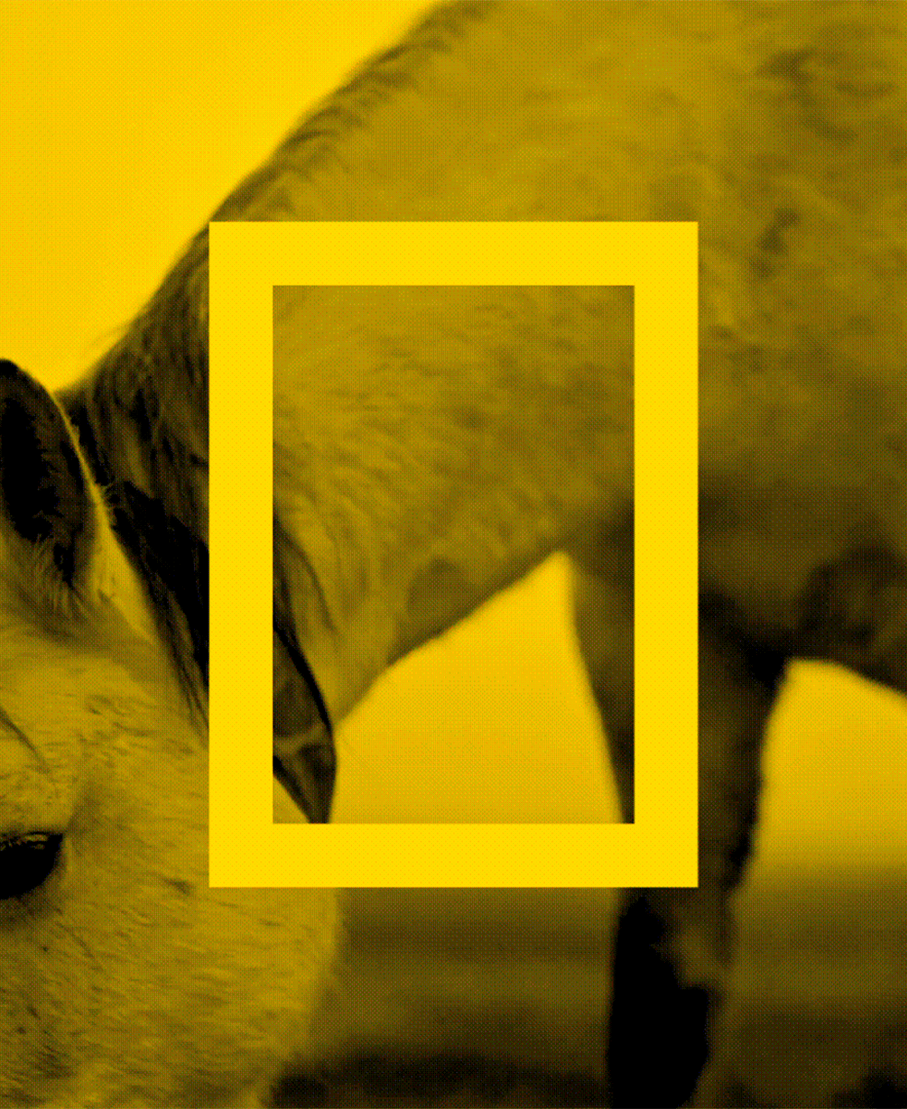nat geo wild